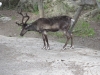 Skansen
