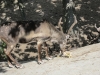 Skansen