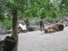 Skansen