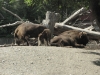 Skansen